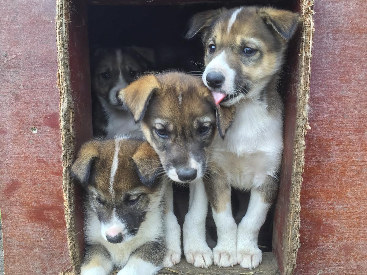 Husky Lodge Hostel คิรูนา ภายนอก รูปภาพ